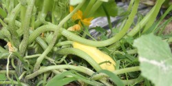 Squash