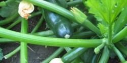 Zucchini