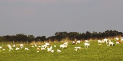 Goat Herd