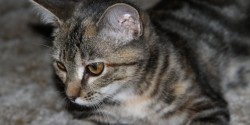 Cat named Mouse