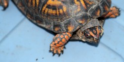 Turtle