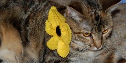 Mouse wears flowers