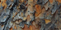 bark