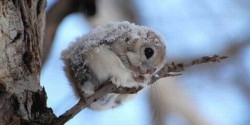Squirrel!