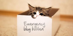 emergency blog kitten