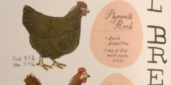 chicken