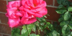 roses