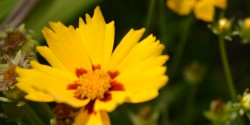 Bright Yellow Flowers.  Oakland City, IN