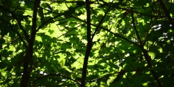 Tree tops. Oakland City, IN