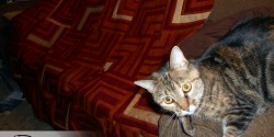 mouse photobombs quilt