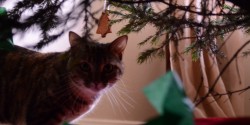 mouse isn't sure about the tree