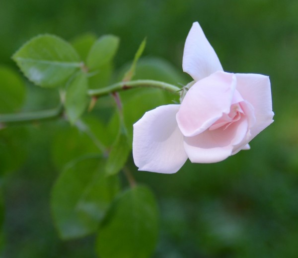grama's rose bush