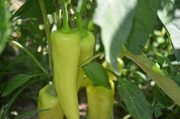 banana peppers