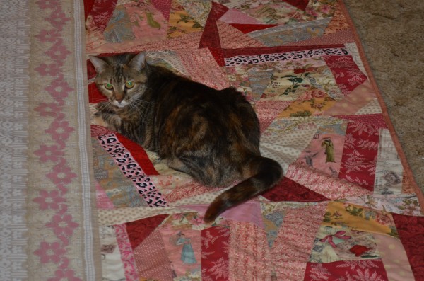 cat wants a quilt