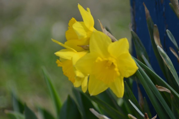 daffodil