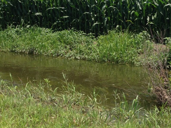 flooded ditch