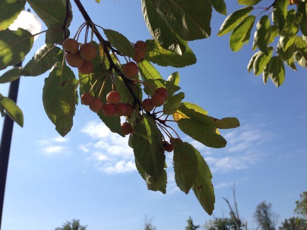 berries