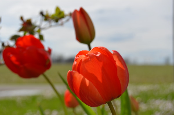 tulips