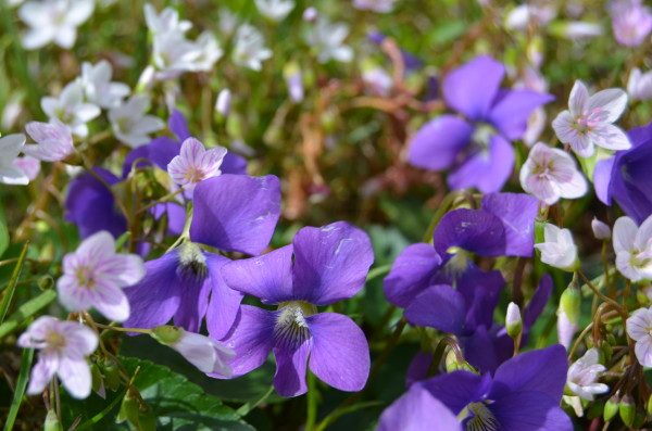 violets and spring beauties