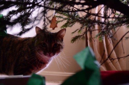 mouse isn't sure about the tree
