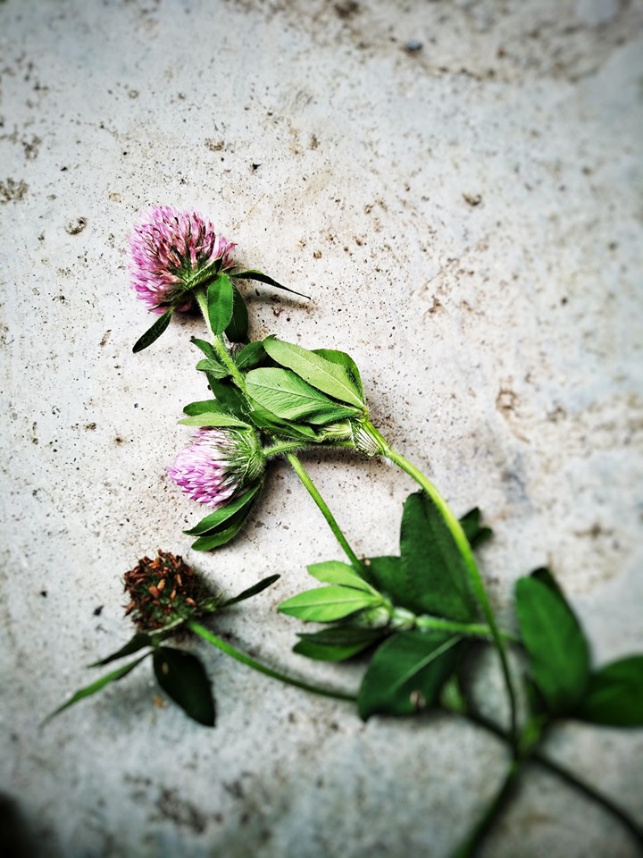 red clover