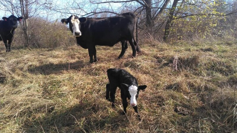 Sister cow and her baby