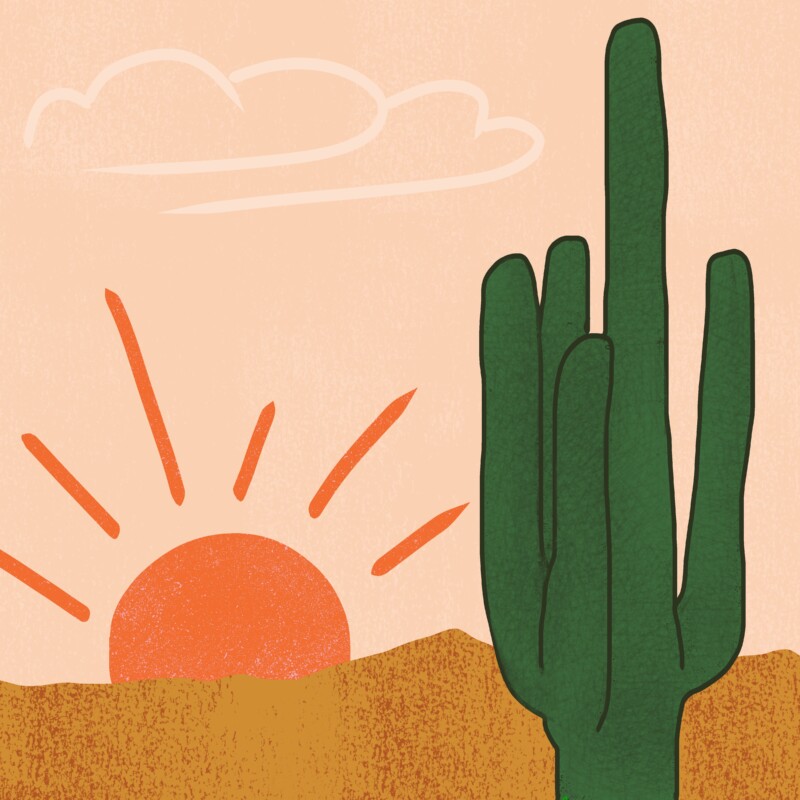 digital piece made in procreate featuring a sarago cactus against the setting sun
